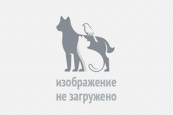 Эвтаназия